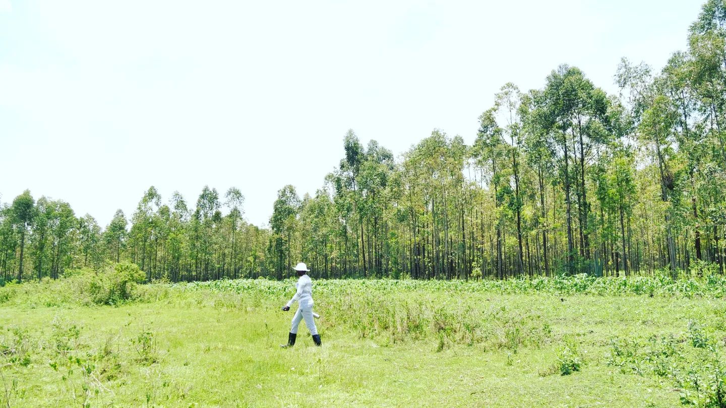 Akothee at her farm in Rongo. Notice her Eucalyptus forest behind 